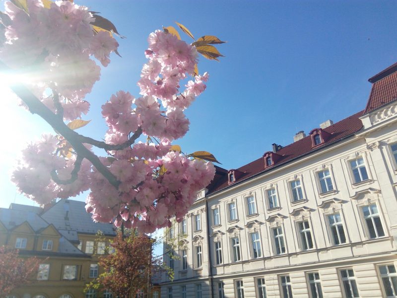 Květy třešní, v pozadí budova univerzity